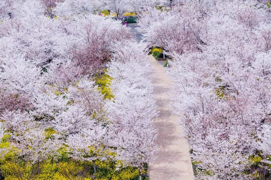 古柏渡丰乐樱花园一日游