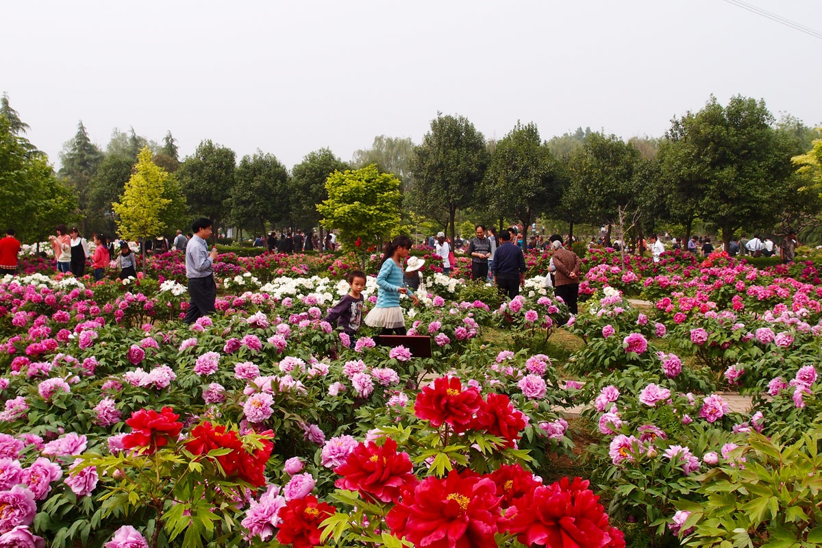 郁金香牡丹园 倒盏村 嵩山少林两日游