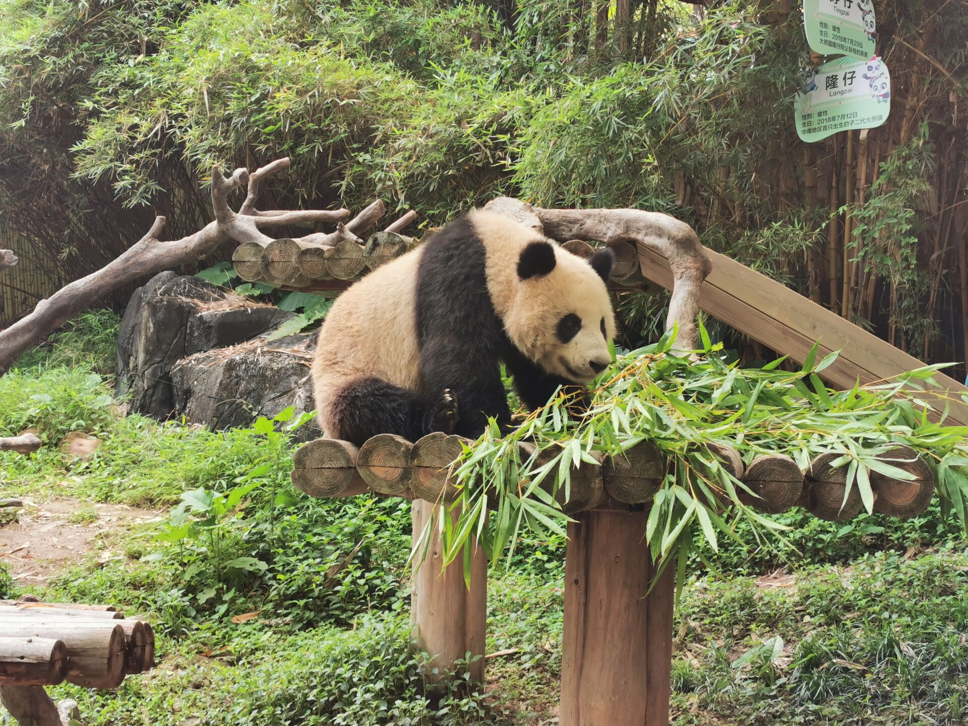 【熊猫开飞船】广州长隆野生动物园/珠海长隆双卧七日游